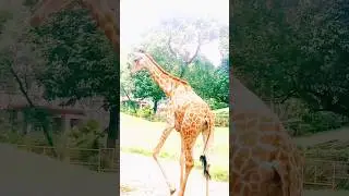 tallest zerafe of the world,#zerafa ,#zerafe,#animals #thenatureandpets ,,#shortvideos
