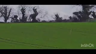 Ireland hare coursing Bruce