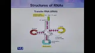 Structures of RNAs | Cell Biology | BIO5105_Topic077