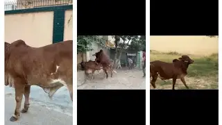 Bosco na tabahi machai😾mera andar ghusna wala tha