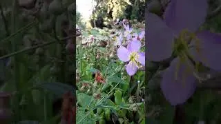 Rhexia virginica