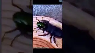 little beetle drops big beetle (@beauty.of.natureeeeee/IG) #shorts #trending #viralvideo