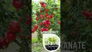 Jain Tissue Culture Triumph: Garden of Tomorrow #agriculturetechnology #farmer