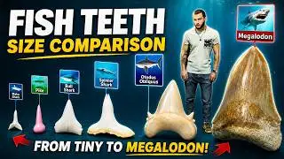 3D Fish Teeth Size Comparison | Smallest vs Largest
