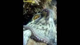Octopus Vulgaris (La Pieuvre)