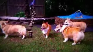 CorgiPalooza