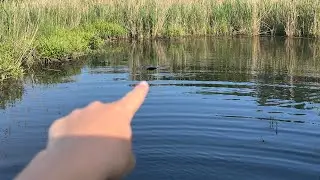 I caught a giant fish inside a flower pot