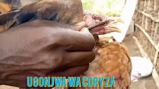CORYZA DISEASE//UGONJWA WA CORYZA//KUFURA MACHO KUKU