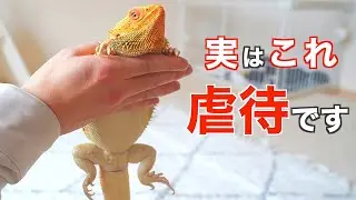 フトアゴ飼育でやってはいけない飼い主の行動！お迎え前・初心者必見！【餌の与え方・ハンドリングのコツ・多頭飼い】