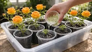 Только алоэ вера! Черенки роз укореняются и прорастают на 900% быстрее, чем обычно!
