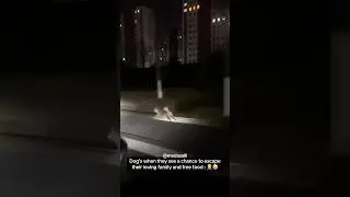 My Dog Bolt Ran Away 💔