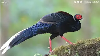藍腹鷴 Lophura swinhoii