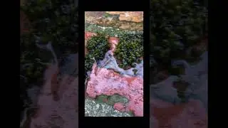 The magic of how moss comes back to life