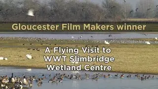 A Flying Visit to WWT Slimbridge Wetland Centre