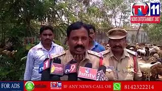 POLICE ARREST SUBSIDY SHEEP ILLEAGAL TRANSPORT GANG MUNAGALA , SURYAPET DIST | Tv11 News | 31-05-18