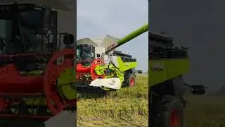 nuova claas lexion 8900 con convio 930 trebbiatura riso 2025 #claasharvester #riceharvesting #farm