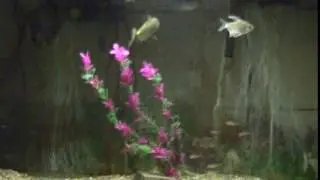 Catoprion mento (Wimple piranha) hunting, Venezuela