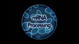 mRNA processing (Capping and Tailing)
