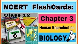 NCERT Flashcards..Chapter 3 / Human Reproduction/ Class 12 / Biology/ by Neerja