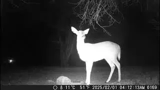 This pretty deer is really enjoying the food block in front of the camera trailcam 20250214