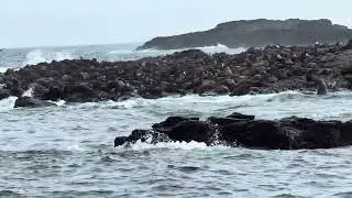 Philip Island Cruise - Seal