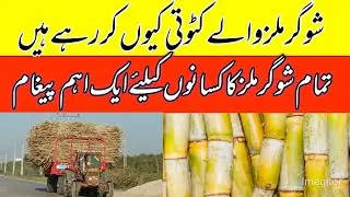 Shugarmil information today 2024/today Shugarcane rates updates/local farmers