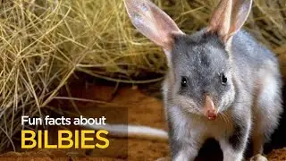 What are some cool facts about Bilbies || Fun facts about bilbies ||
