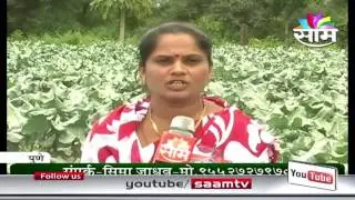 Seema Jadhav's Chinese vegetables success story
