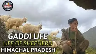 Gaddi Life Himachal Pradesh Full Information About Gaddi Life