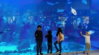 Muscat to Dubai Road Journey | Visa, Border & Travel Tips for Pakistanis