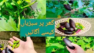 My Kitchen Garden | July Vegetable Garden Harvest And Tour | Ghar ki Sabziyan | Kitchen Gardening