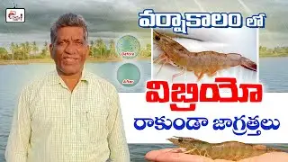 Vibrio disease  management in monsoon season | shrimp farming
