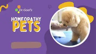 Dr. Goel's Homeopathy For Pets  #homeopathy #pets #viral #homeopathyforpets #homeopathyinveterinary
