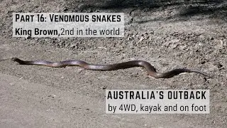 Part 16: King Brown, venomous snakes; 3 yrs Outback Australia travel by 4WD, kayak and on foot