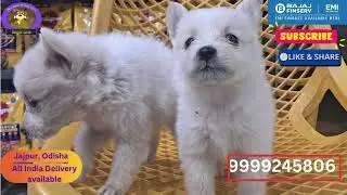 SPITZ PUPPY AVAILABLE AT DOGIZ LINE - THE EXOTIC PET SHOP IN JAJPUR | TOY DOG NEAR ME | SMALL BREED