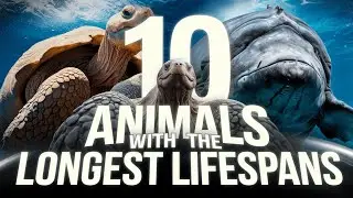 10 Animals with the Longest Lifespan | Which Animals Live the Longest