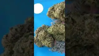 Cookies by Berner