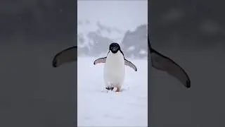 Penguin sad story 😭#trending #viral #sad #viralvideo #animals #birds #penguin#ytshorts