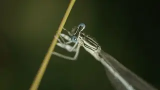 Au fil du Cusancin - extrait zygopt&egrave;re