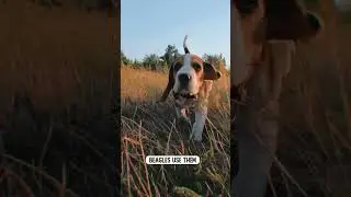 Floppy Beagles Ears