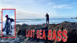 Last Sea Bass of 2021 | Sea Fishing UK | Out For A Cast  #fishingCornwall