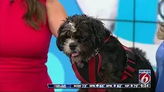 'Ask a Vet' - Vestibular disease