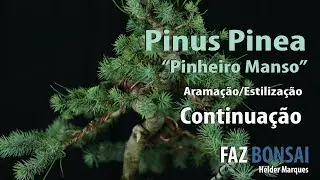 Pinus Pinea  (Pinheiro Manso) - Aramação / Estilização (Continuação)