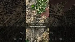 Baby tea plants #shorts