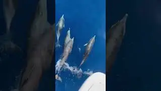 The beauty of seen dolphins swimming in Fuerteventura #canarias #dolphins #shorts