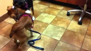 Luna and Bear wrestle at the vet office