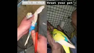 Tame budgies#parrot #budgies #shorts #pets #nature #cockatiel