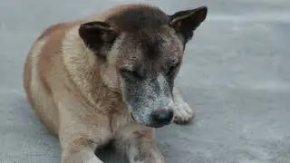 GTSEZ aspires to be a part of preserving this rich Lao tradition.