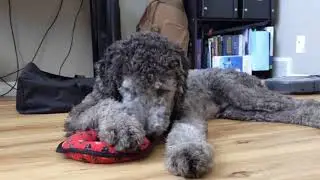 Puppy Toys- Tuffy Ultimate Ring Dog Toy - 15 Mins with Mr. Bruno Review Destructive Chewer toy test