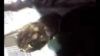 Bengal Kitten Learning to Walk